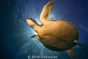 Green turtle and sunlight by Erich Reboucas 